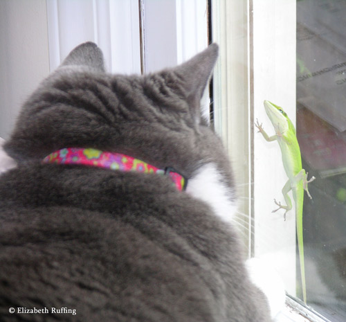 Kitty makes friends with an anole