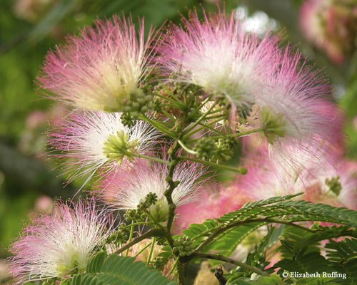 Mimosa Tree blooms