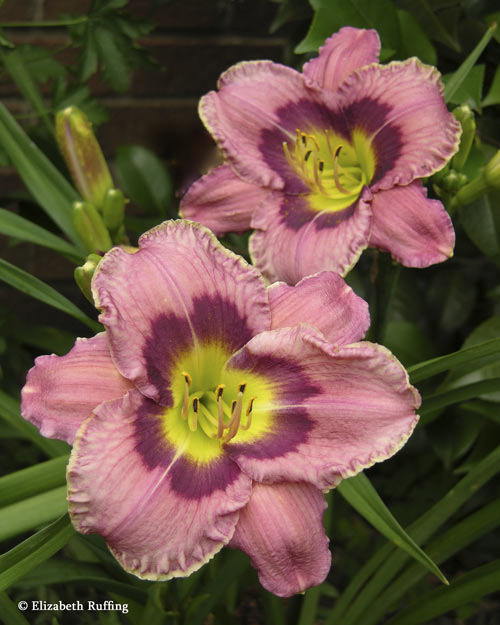 Mauve daylilies