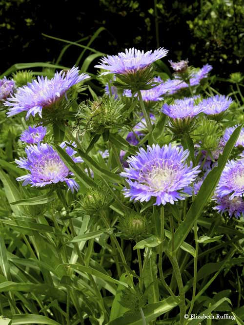 Cornflowers