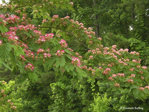 Mimosa Tree in bloom