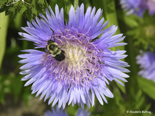 Cornflower with bee