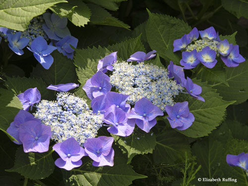 Blue lace-cap hydrangeas