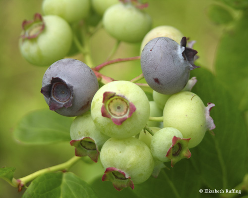 Blueberries