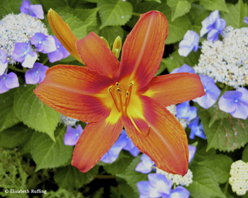 Orange daylilies with blue lace-cap hydrangeas