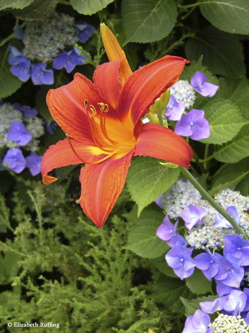 Orange daylilies with blue lace-cap hydrangeas