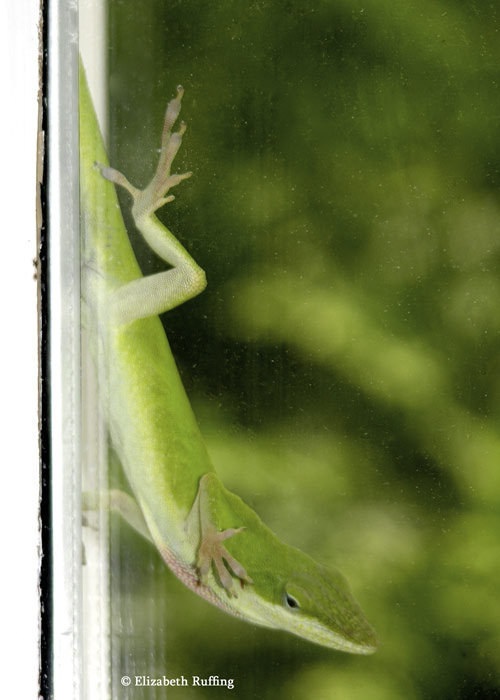 Anole looking in the window