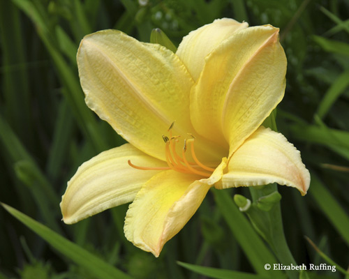 Yellow Daylily