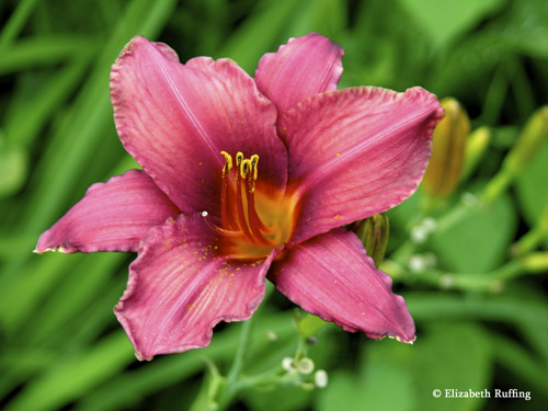 Red Daylily