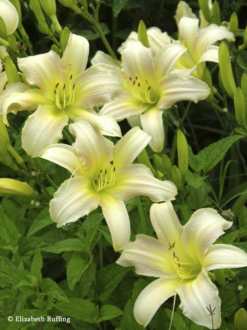 Yellow Daylilies