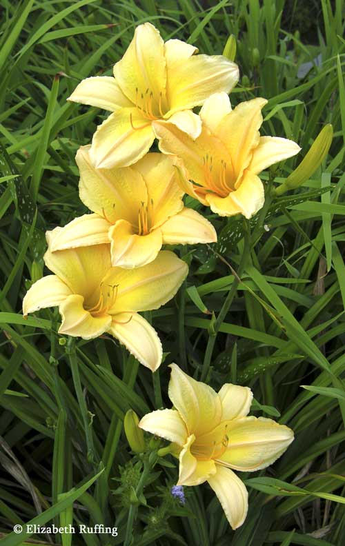 Yellow Daylilies