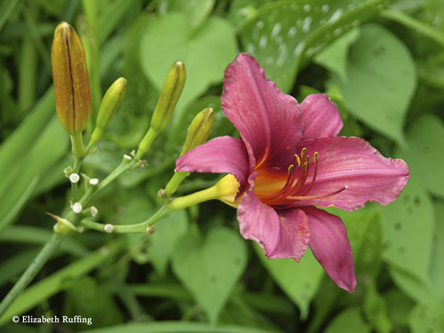 Red Daylily