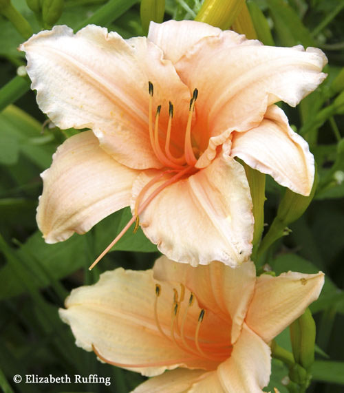 Pale Orange Daylilies