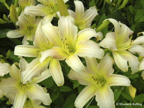 Yellow Daylilies