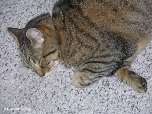 Kitty taking a catnip nap