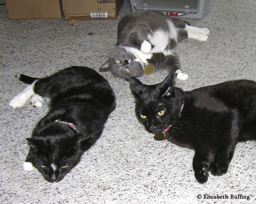 Kitties playing with catnip