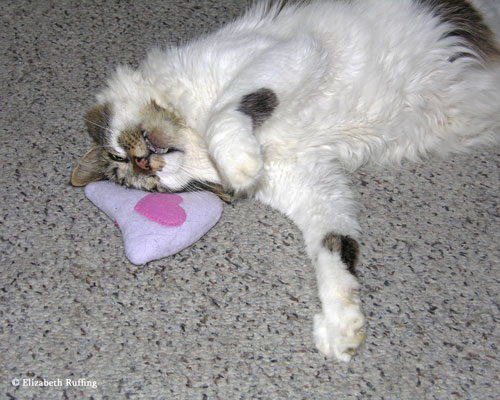 Kitty playing with a fleece catnip pouch
