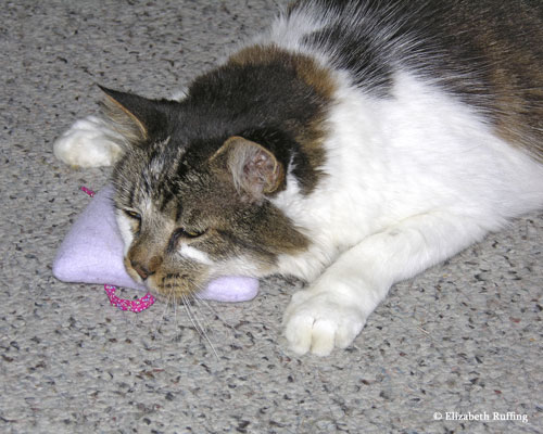 Kitty playing with a fleece catnip pouch