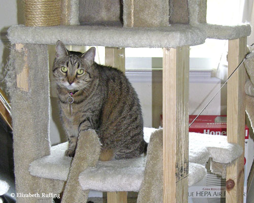 Kitty investigates cat gym reupholstering project