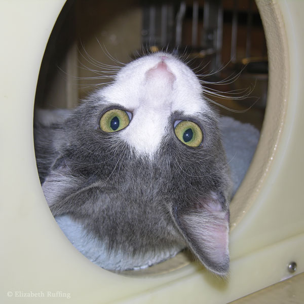 Ian, gray and white kitten for adoption from Alley Cats and Angels, in the Triangle area, Apex, NC