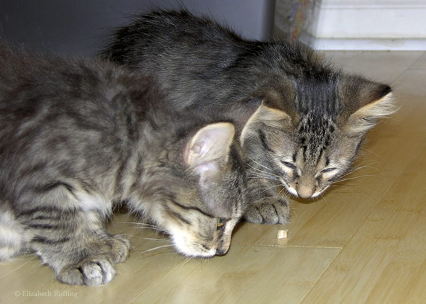 Windy and Cloudy, kittens from Alley Cats and Angels