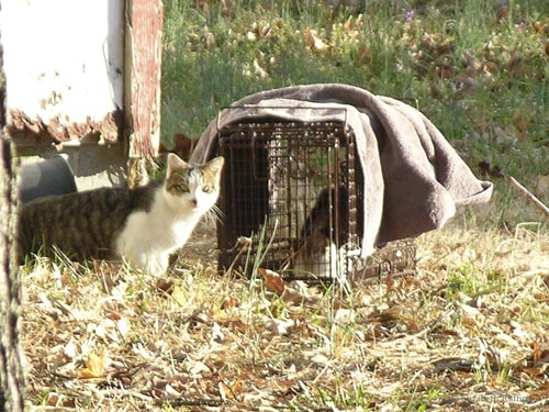 Feral cats approach the safety trap