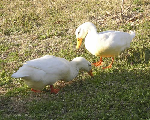 White ducks