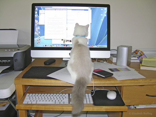 Computer kitty