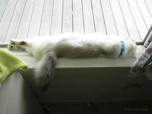 Kitten sleeping on windowsill