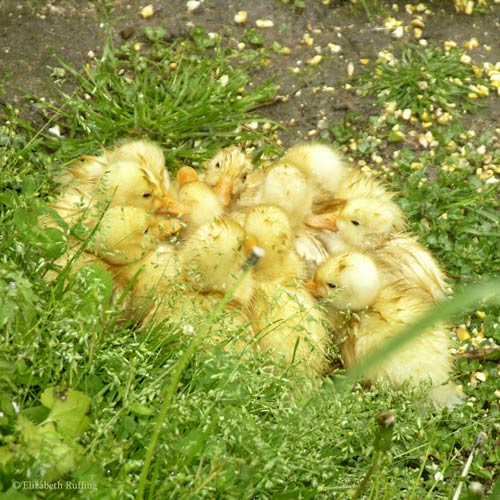 Ducklings resting in a little pile