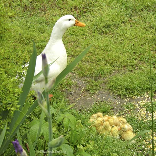 Mama duck watches over ducklings while they rest