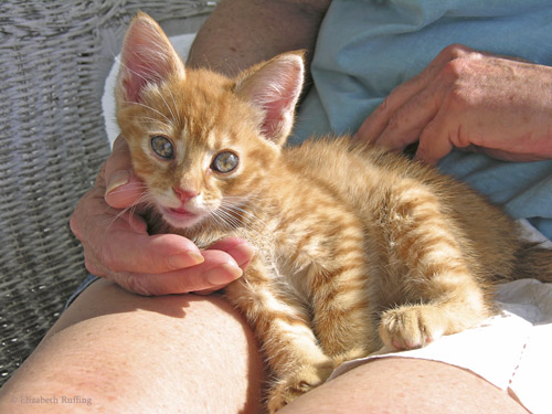 Montgomery Jack, orange ginger tabby kitten