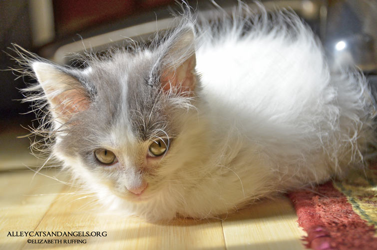 Siren by Elizabeth Ruffing, adoptable kitten, Alley Cats and Angels of NC rescue