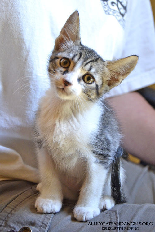 Pugsley by Elizabeth Ruffing, adoptable kitten, Alley Cats and Angels of NC rescue