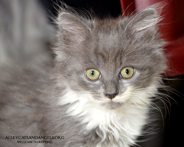 Grey long haired sales kitten