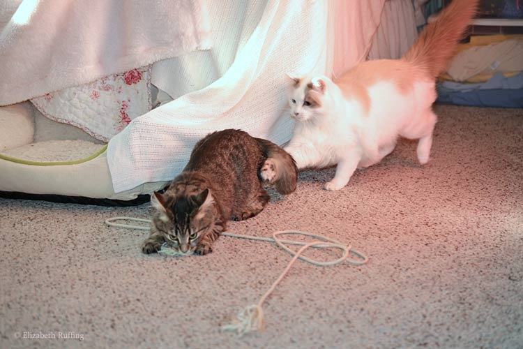 Tabby kittens at play, Josephine chasing Bertie, photo by Elizabeth Ruffing