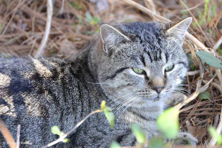 Nice stray tom cat, photo by Elizabeth Ruffing