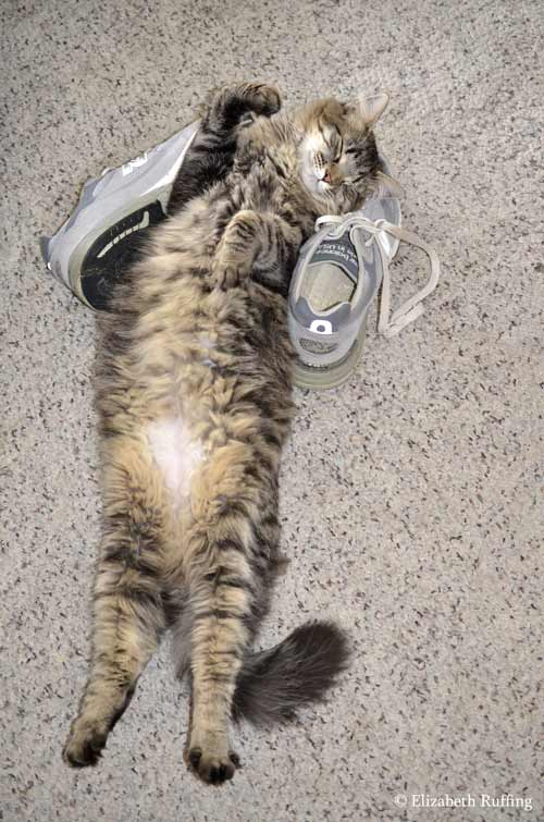 Tabby cat stretched out on her back with tummy in the air, by Elizabeth Ruffing