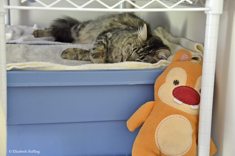 Tabby cat napping with Chip or Dale, by Elizabeth Ruffing