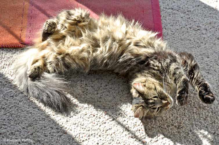 Tabby cat taking a nap in the sun by Elizabeth Ruffing