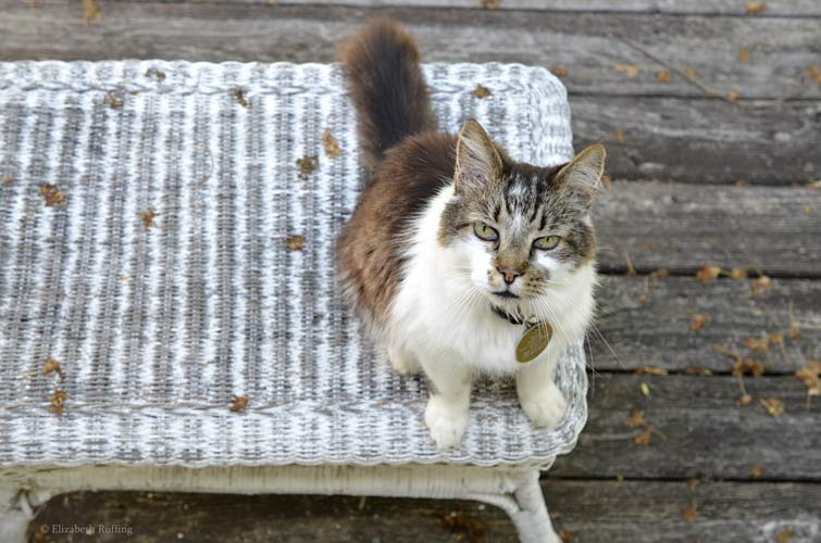 Tabby and white cat, by Elizabeth Ruffing