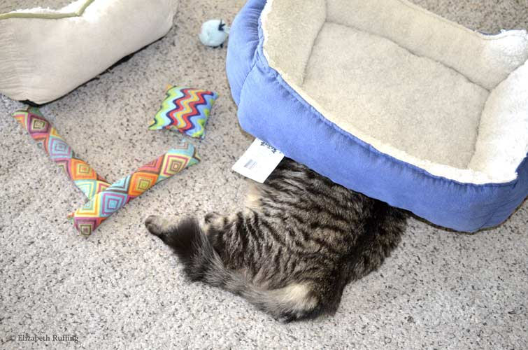 Tabby cat trying to hide under a cat bed, when she is much too big to do so, by Elizabeth Ruffing