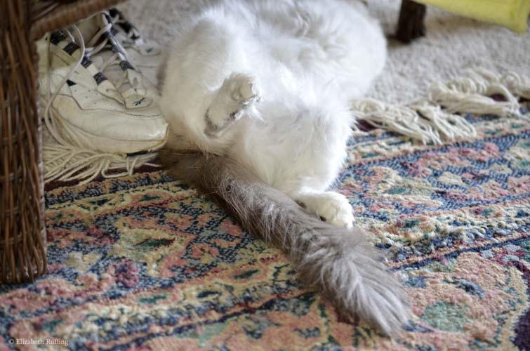 Ragdoll cat, tummy in air, sleeping, by Elizabeth Ruffing