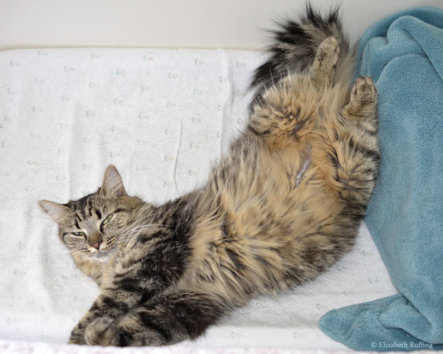 Tabby cat, tummy in air, sleeping, by Elizabeth Ruffing