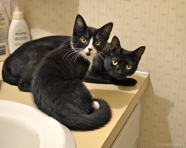 Black mama cat and black-and-white tuxedo kitten, by Elizabeth Ruffing