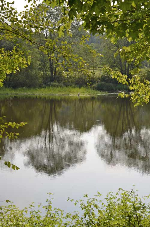 View of the pond, through the trees, by Elizabeth Ruffing