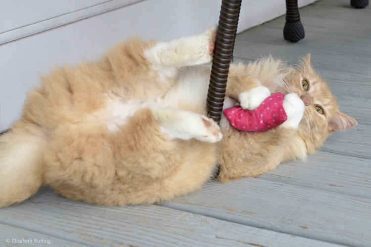 Santana the orange cat playing with a catnip square, by Elizabeth Ruffing