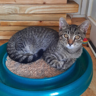 A tabby kitten sits in the middle of a circular toy with a track for a ball that goes around