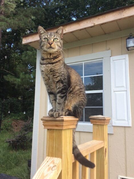 A tabby cat sits on top of a post cap