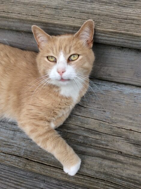 Chester, a buffy orange and white cat, lounging on gray wooden steps